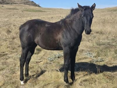 Journey Topsail JW <BR>AQHA PENDING